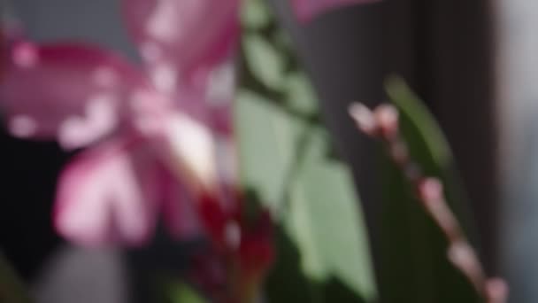 Giftige Rosa Nerium Blüte Steht Hause Einer Vase Dolly Schieberegler — Stockvideo
