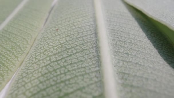 Tekstura Liścia Trującego Kwiatu Nerium Odwrotna Strona Dolly Suwak Ekstremalne — Wideo stockowe