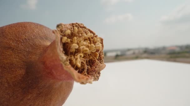 Getrocknete Kleine Granatapfelfrüchte Dolly Schieberegler Extreme Nahaufnahme Laowa Sonde — Stockvideo