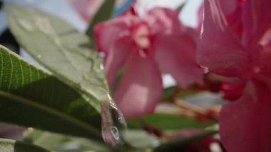 Zehirli pembe Neryum çiçeği, yapraklardan su akıyor. Yavaş çekim