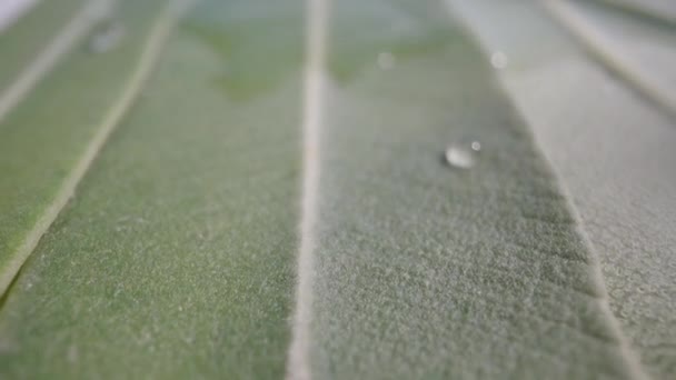 Die Textur Der Giftigen Neriumblüte Wasser Tropft Auf Ein Blatt — Stockvideo