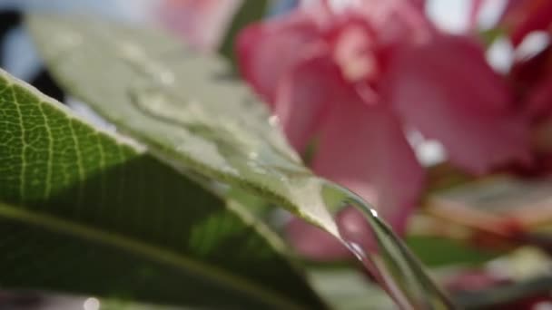 Trujący Różowy Kwiat Nerium Woda Spływa Liściach Powoli — Wideo stockowe