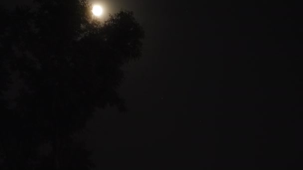 Full Moon View Lonely Tree Sea People Sit Beach Night — Stock Video
