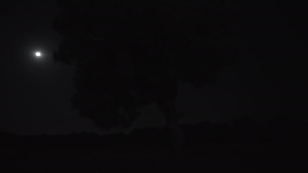 Dolunay Yalnız Ağaç Kamera Yukarı — Stok video
