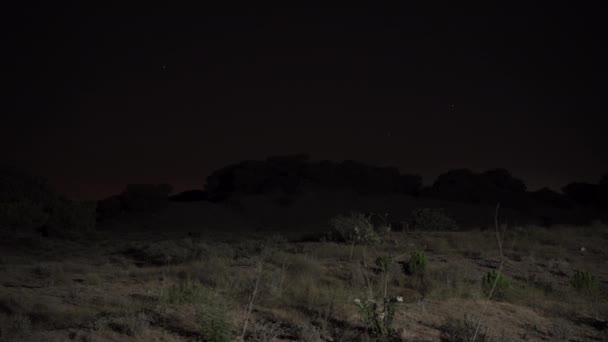 Árvores Deserto Noite Estrelas Céu Panorama Holofote Ilumina Tudo Redor — Vídeo de Stock