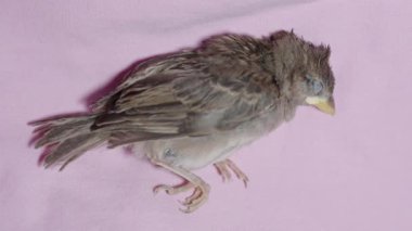 Küçük serçenin hayatının son dakikalarında hızlı ve yakından nefes alır. Üst Manzara. Kediyle tanıştıktan sonra..