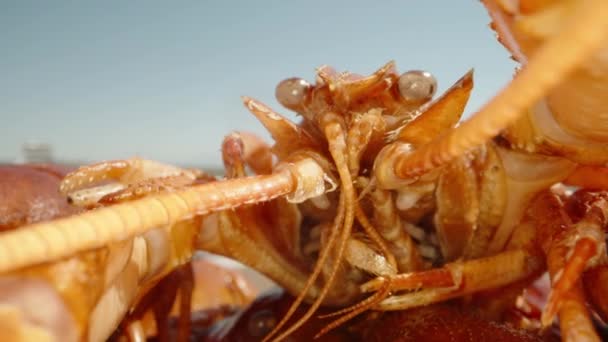 Red Boiled Crayfish Lie Sun Blue Sky Camera Passes One — Stock Video