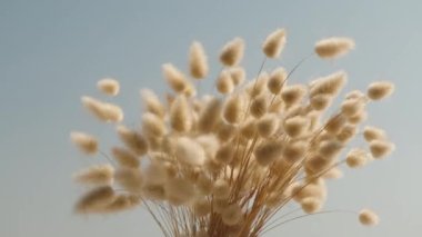 Lagurus 'un kuru çalıları. Booker mavi gökyüzünün arka planında, yakın plan, rüzgarda sallanıyor.