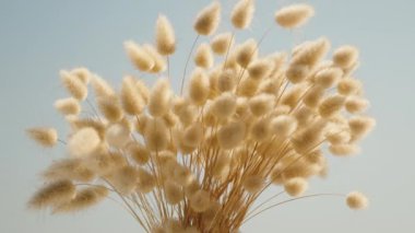 Lagurus 'un kuru çalıları. Booker mavi gökyüzünün arka planında, yakın plan, rüzgarda sallanıyor.