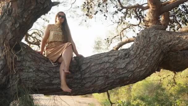 Jovem Está Sentada Numa Árvore Pinho Adora Pôr Sol Movimento — Vídeo de Stock