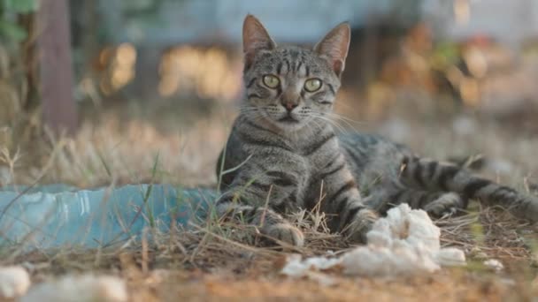 Tabby Cat Lying Ground Next Him Piece Bread Cat Watching — Stock Video