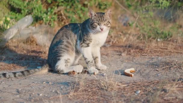 줄무늬 고양이 마리가 조각을 입술을 태양으로부터 감는다 클로즈업 — 비디오