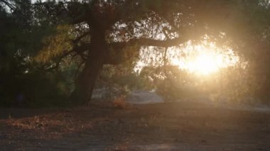 Çamların arasından batan güneş. Issız bir bölge. Yaz, güneş ışınları ağaçların arasından.