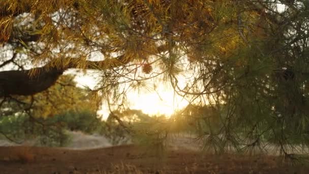 소나무 사이로 태양의 나무를 — 비디오