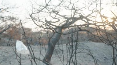 Beyaz bir maske, bir solunum cihazı çöldeki bir ormanda çıkan yangından sonra yanan bir ağaca asılmış. gün batımı.