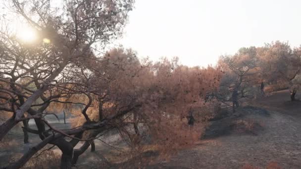Spalone Drzewa Pożar Pustyni Prochy Piasku Spalone Sosny Zachodzie Słońca — Wideo stockowe
