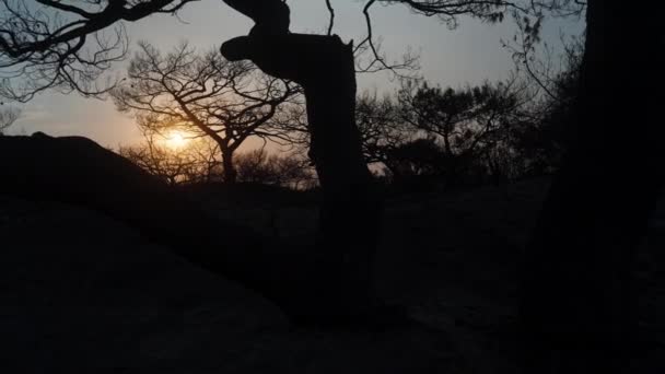 Silhouetten Van Verbrande Bomen Woestijn Tegen Zonsondergang — Stockvideo