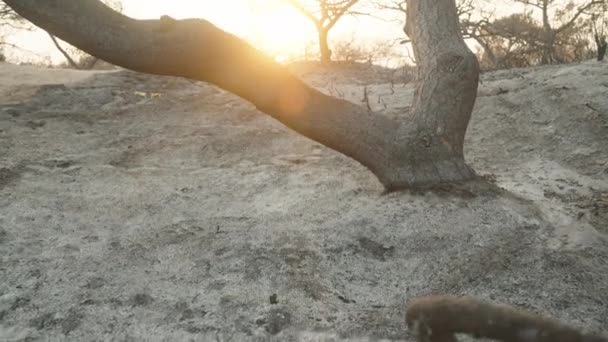Verbrande Bomen Het Zand Semi Woestijn Bij Zonsondergang — Stockvideo