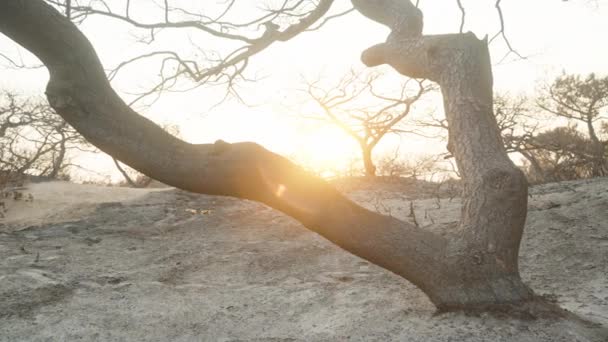 Spalone Drzewa Popiół Piasku Pół Pustyni Zachodzie Słońca Panorama — Wideo stockowe