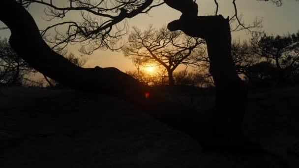 Silhouetten Van Verbrande Bomen Woestijn Tegen Achtergrond Van Zonsondergang Bomen — Stockvideo