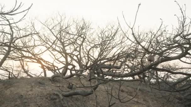 Verbrande Bomen Woestijn Het Zand — Stockvideo