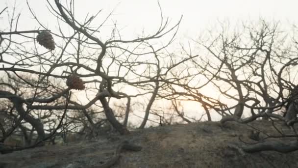 Verbrande Bomen Woestijn Het Zand Panorama — Stockvideo