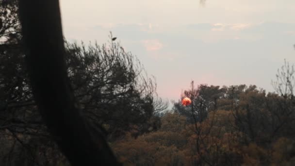Κόκκινο Ηλιοβασίλεμα Θέα Μέσα Από Δέντρα — Αρχείο Βίντεο