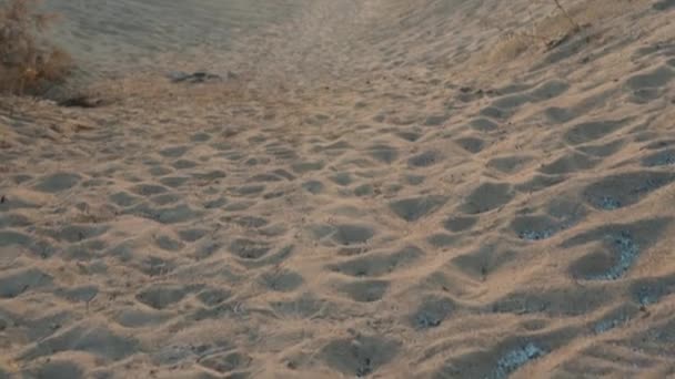 半砂漠 砂の山 ズーム効果で焦げた森 スローモ — ストック動画