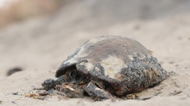 Uma Tartaruga Queimada Após Incêndio Uma Floresta Deserto Vespas Besouros — Vídeo de Stock