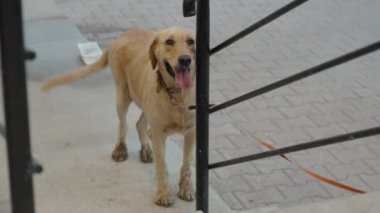 Köpek korkuluğa bağlanmış, kuyruğunu sallıyor, salya sümük..