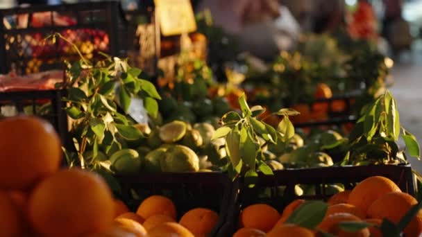 Növényi Piac Dobozok Narancs Citrom Nap Sugarai Alatt — Stock videók
