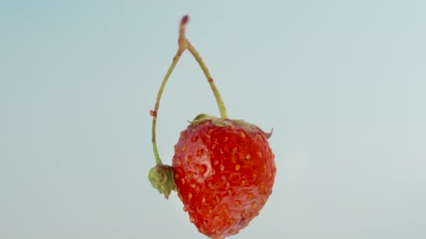 Erdbeere Mit Zweig Dreht Sich Vor Dem Hintergrund Des Blauen — Stockvideo