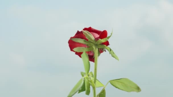 Osamělá Rudá Růže Vířící Pozadí Modré Oblohy Mraků Detailní Záběr — Stock video