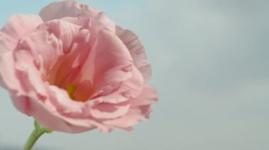 Mavi gökyüzü ve bulutlardan oluşan bir arka planda pembe lisianthus çiçeği. Yakın plan.