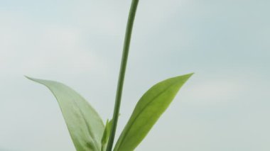 Pembe lisianthus çiçeği, alt-üst görüntü. Mavi gökyüzü ve bulutların arka planına karşı. Yakın plan.