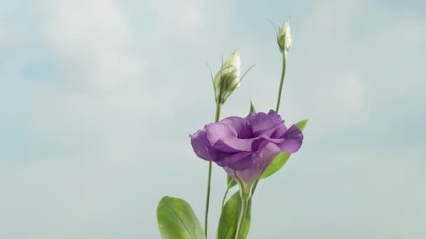 Mavi Gökyüzü Bulutların Arka Planında Mor Bir Lisianthus Çiçeği Yakın — Stok video