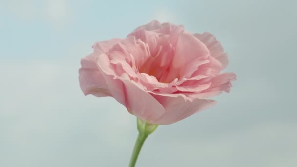 Roze Lisianthus Bloeit Een Achtergrond Van Blauwe Lucht Wolken Close — Stockvideo