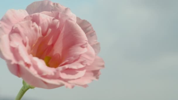 Roze Lisianthus Bloeit Een Achtergrond Van Blauwe Lucht Wolken Close — Stockvideo
