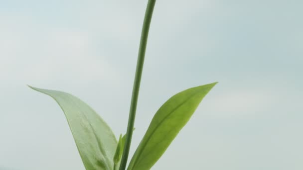 Floare Roz Lisianthus Vedere Jos Sus Fundal Cer Albastru Nori — Videoclip de stoc