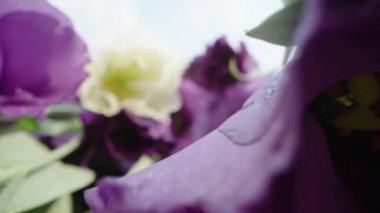 Mor ve pembe lisianthus çiçeklerinden oluşan bir buket, mavi gökyüzü arka planında su damlaları. Dolly kaydırıcı aşırı yakın çekim.