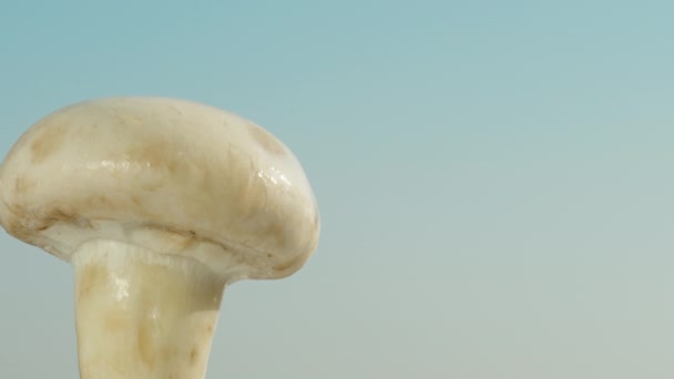 Mushroom Champignon Blue Sky Background Water Dripping Close Slow Motion — Stock Video