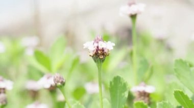 Phyla Lanceolata çiçeği rüzgarda sallanıyor..