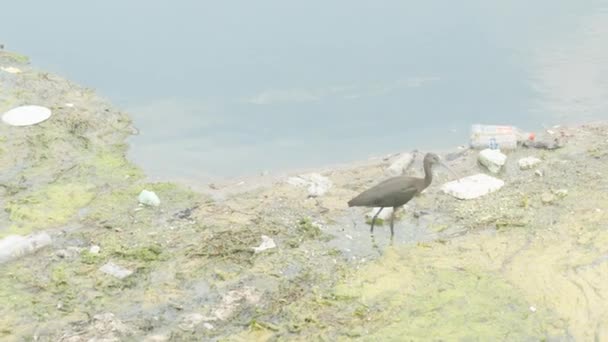 Pájaro Ibis Camina Sobre Algas Busca Alimento Río Contaminado Botellas — Vídeos de Stock