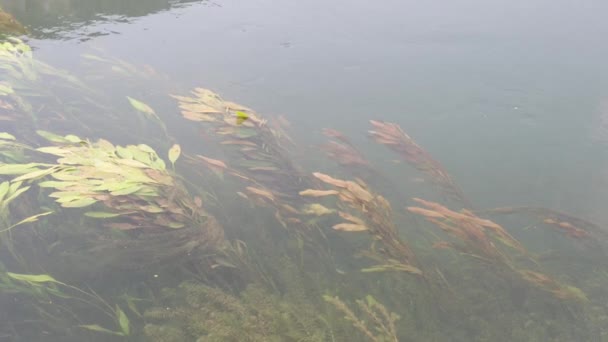 Algas Bajo Agua Río Claro — Vídeo de stock