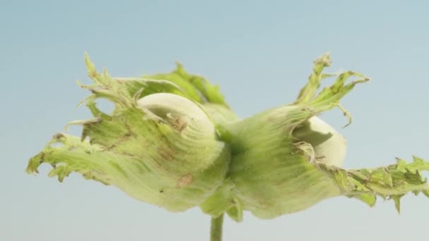 Ramo Frutti Nocciola Verde Filatura Cielo Blu Primo Piano — Video Stock