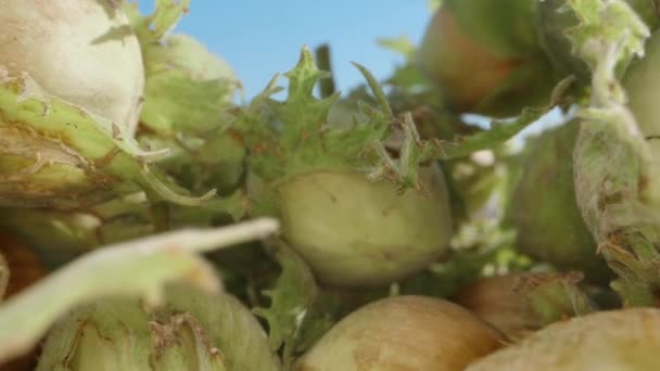 緑のヘーゼルナッツの果物 空の背景に対してスライド1つを取る マクロ — ストック動画