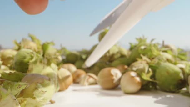 我用剪刀劈开了一个榛子 很多绿色的坚果 特写特写 — 图库视频影像