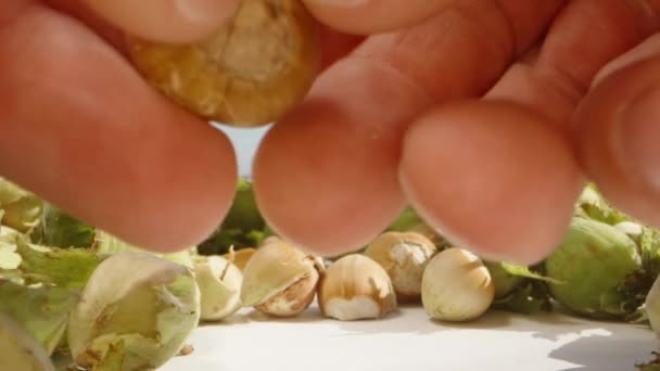 私は手でヘーゼルナッツを割る 背景には緑のナッツがたくさんあります — ストック動画