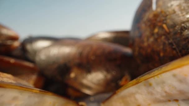 Kagyló Közelről Kamera Egy Nyitott Kagylóba Megy Kiprésel Egy Citromot — Stock videók