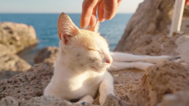 一只白猫躺在海边的岩石上 我从太阳下斜视着他 打了他一下 — 图库视频影像